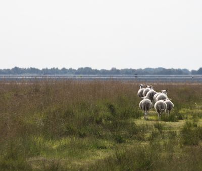 Versener Heidesee Bentheimer Landschafe 